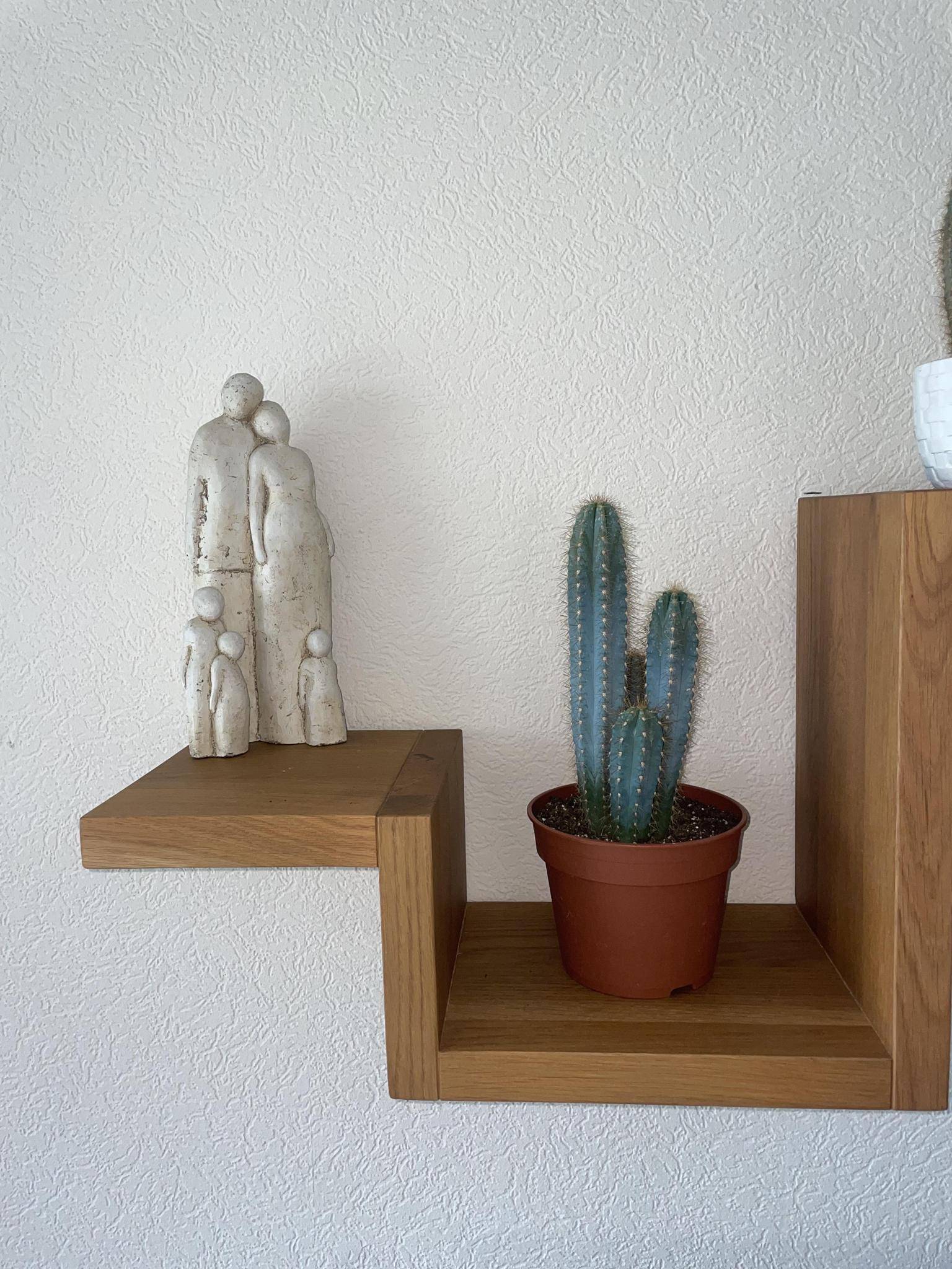 Pilosocereus Azerues en pot- La Green Touch - Image 3