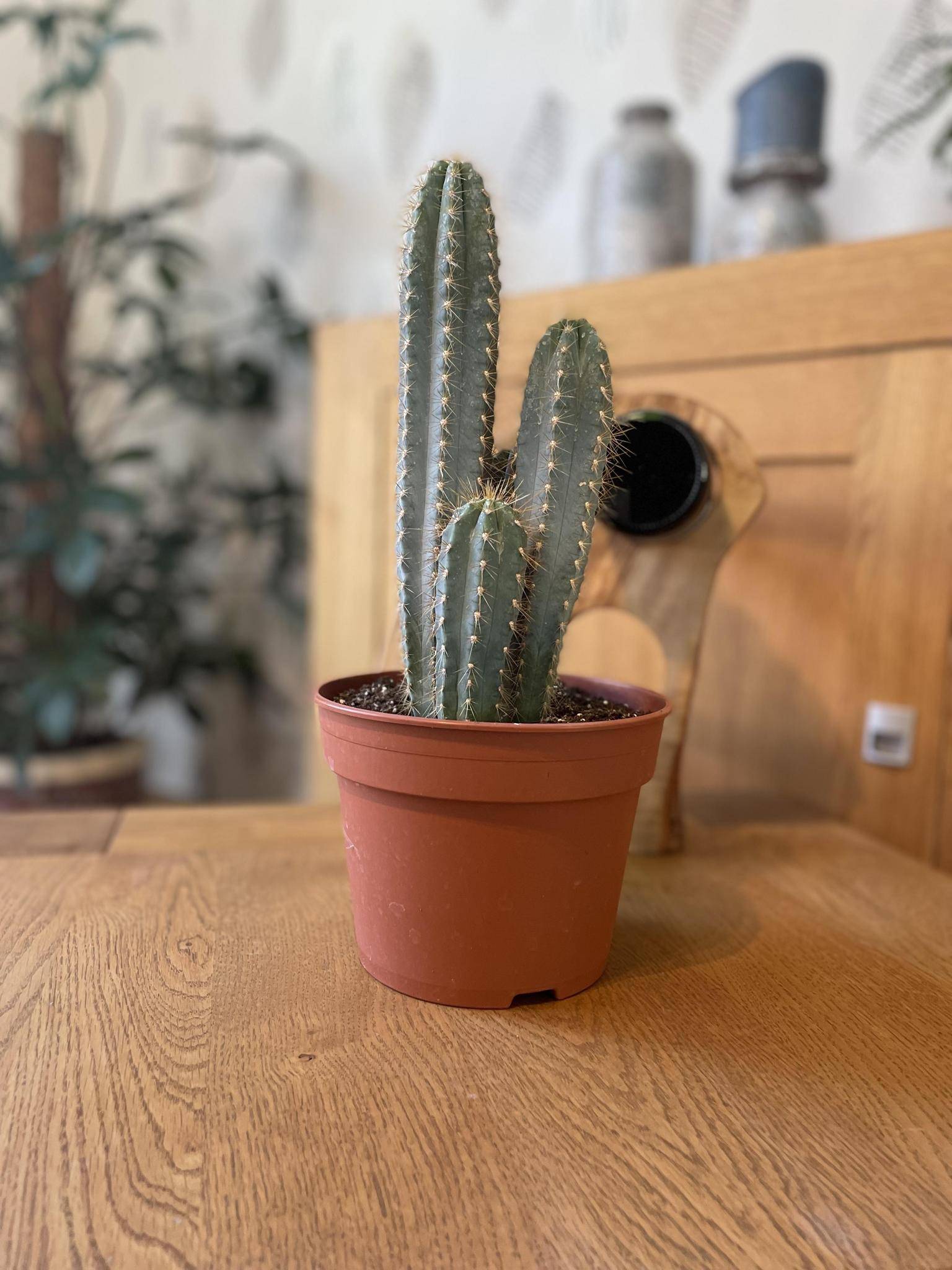 Pilosocereus Azerues en pot- La Green Touch - Image 2