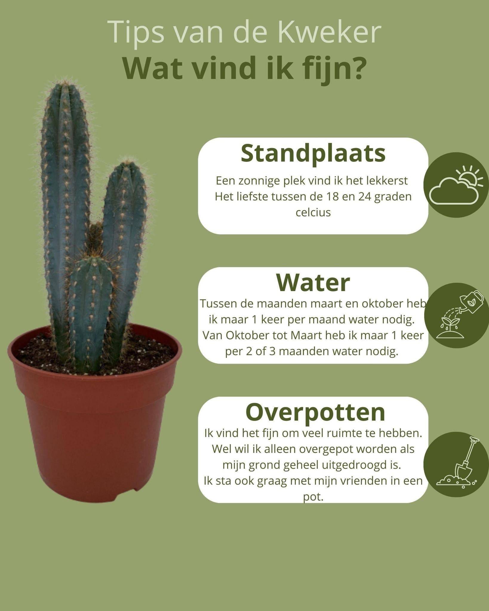 Pilosocereus Azerues en pot- La Green Touch - Image 5