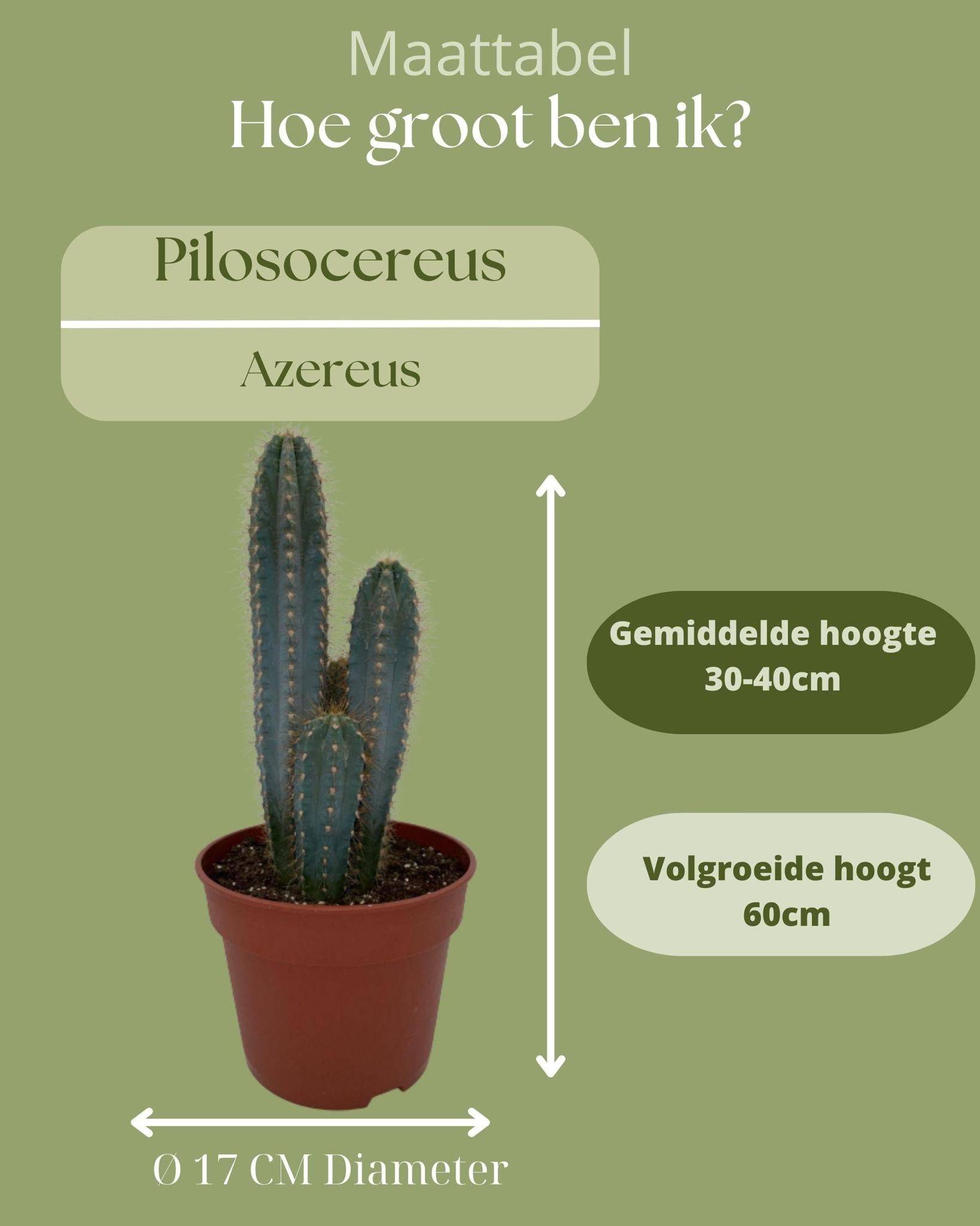 Pilosocereus Azerues en pot- La Green Touch - Image 4