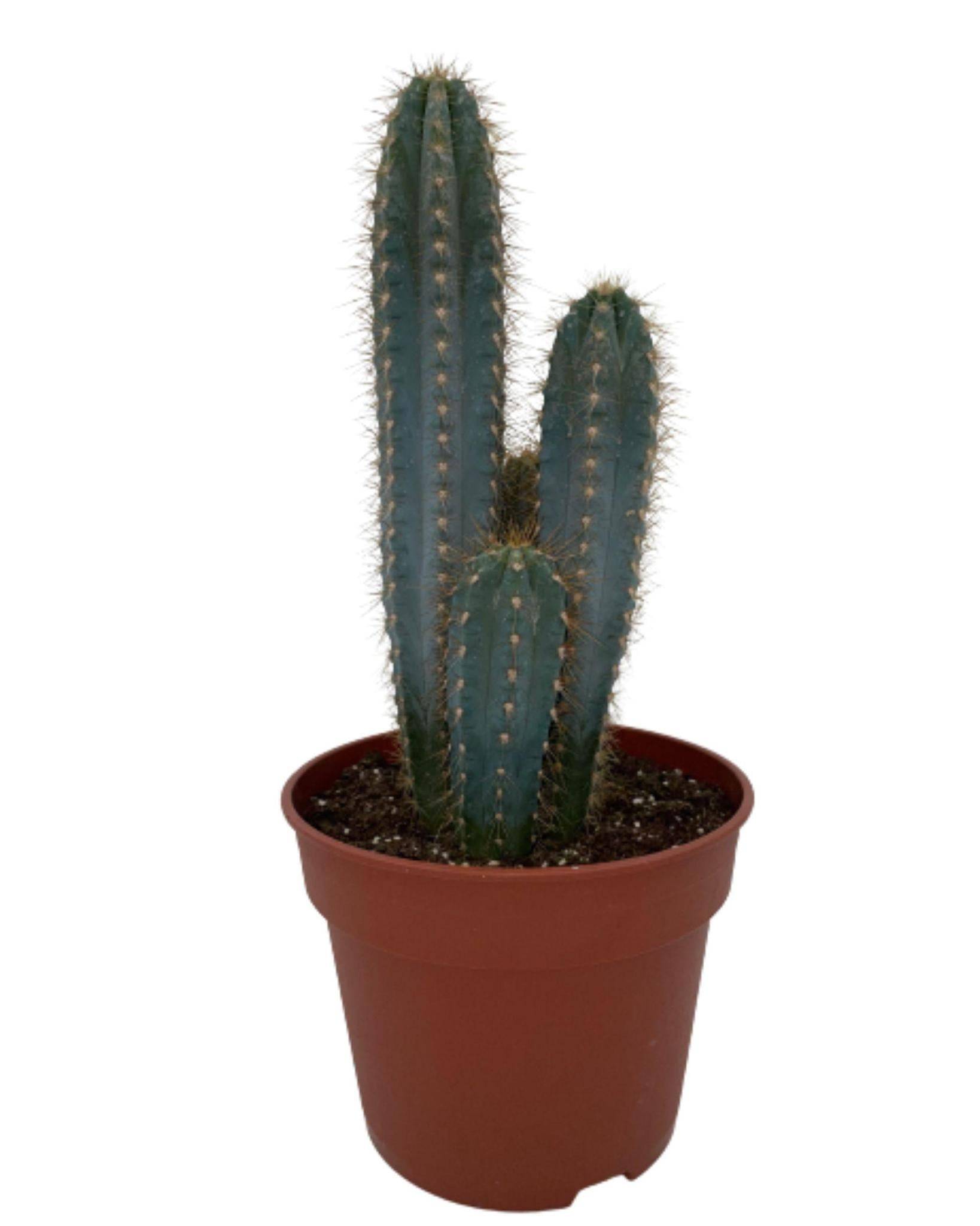 Pilosocereus Azerues en pot- La Green Touch - Image 1