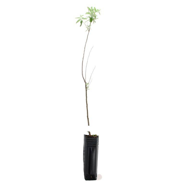 Olivier de Bohême (Elaeagnus angustifolia) - Godet - Taille 30/50cm - Pépinières Naudet - Image 3