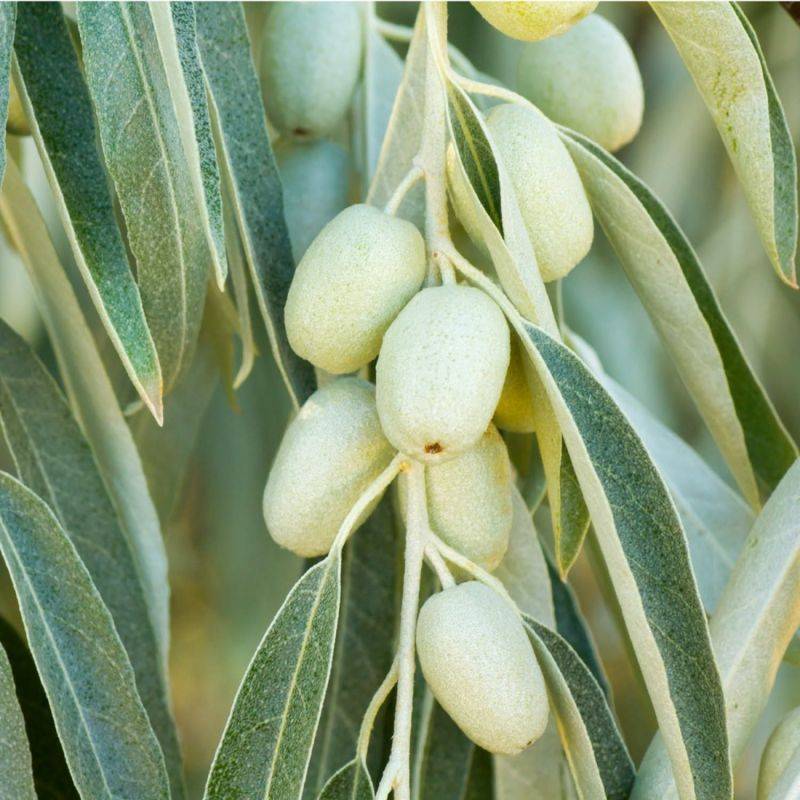 Olivier de Bohême (Elaeagnus angustifolia) - Godet - Taille 30/50cm - Pépinières Naudet - Image 2