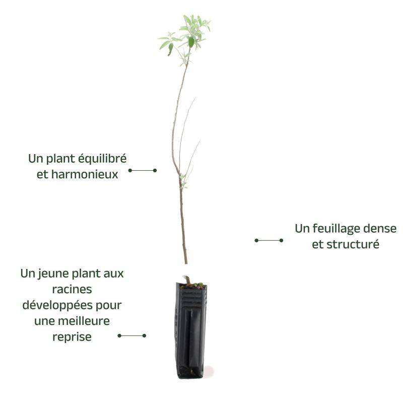 Olivier de Bohême (Elaeagnus angustifolia) - Godet - Taille 30/50cm - Pépinières Naudet - Image 4