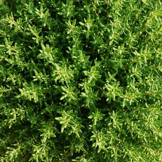 Thym (Thymus Officinalis) - Godet - Taille 13/25cm - Pépinières Naudet - Image 2