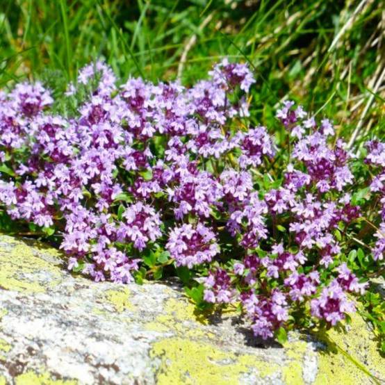Thym (Thymus Officinalis) - Godet - Taille 13/25cm - Pépinières Naudet - Image 1