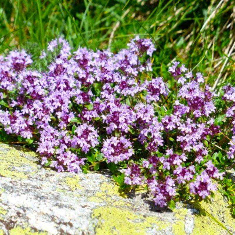 Thym (Thymus Officinalis) - Godet - Taille 13/25cm - Pépinières Naudet