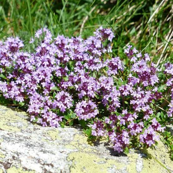 Thym (Thymus Officinalis) - Godet - Taille 13/25cm - Pépinières Naudet - Image 3