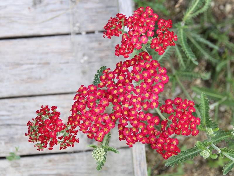 Promesse de Fleurs - Achillée millefolium Paprika Godet de 7/8 cm - Image 1