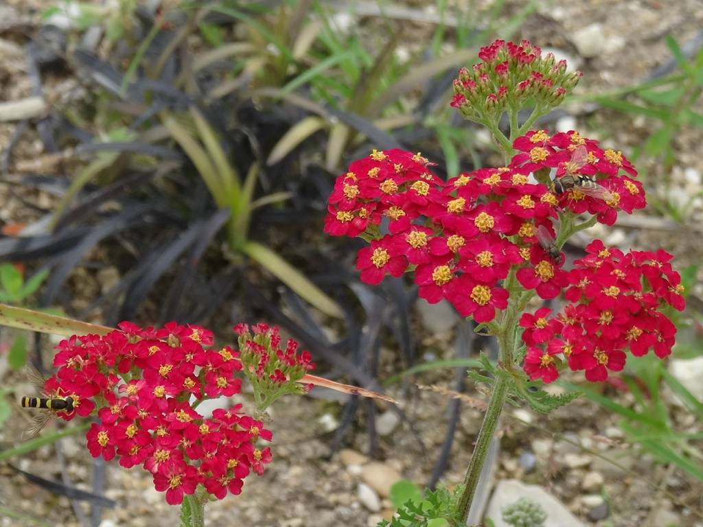 Promesse de Fleurs - Achillée millefolium Paprika Godet de 7/8 cm - Image 2