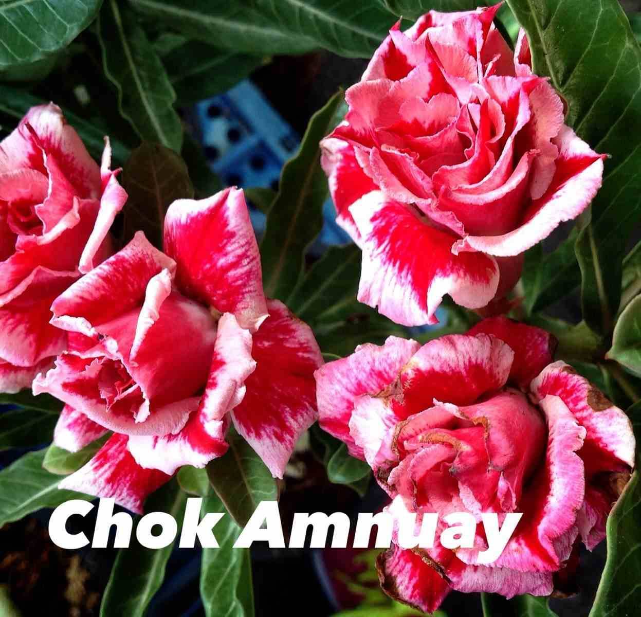 Sans Marque - Adenium obesum cv.Chock Amnuay Rose - Caudex d'environ 300g 20/25cm - Image 1