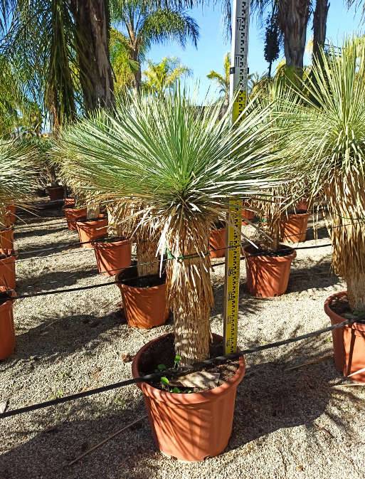 Sans Marque - Adenium obesum cv.Chock Amnuay Rose - Caudex d'environ 300g 20/25cm - Image 5