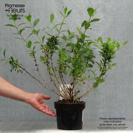 Weigela florida Pink Poppet Pot de 3L/4L - Image 2