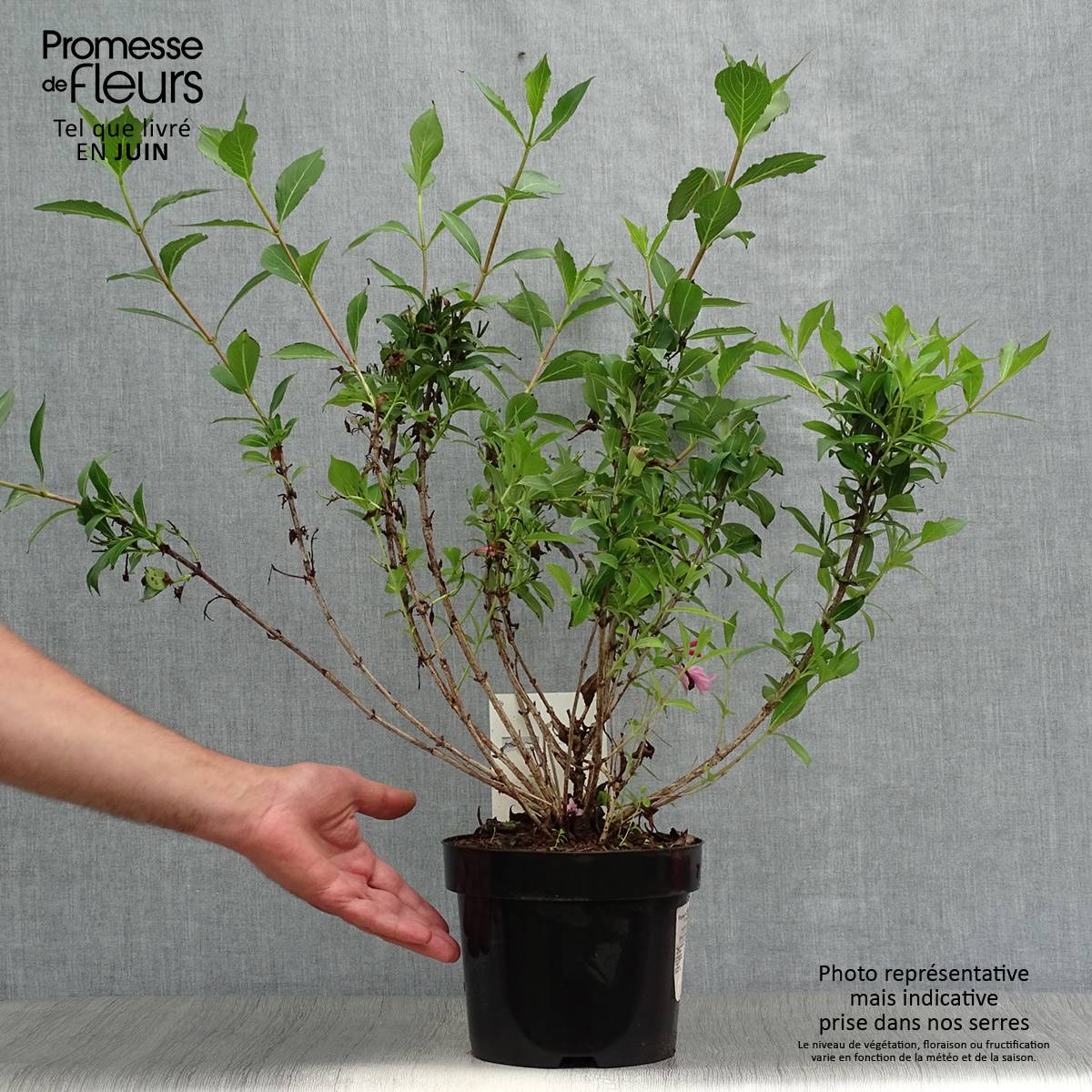 Weigela florida Pink Poppet Pot de 3L/4L - Image 2