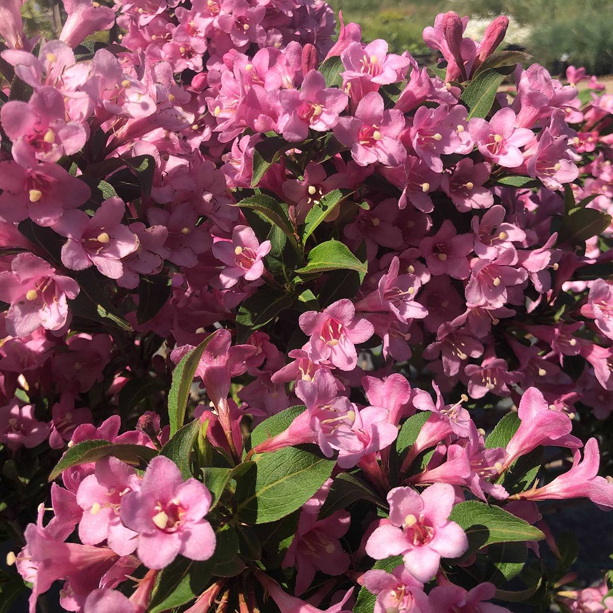 Weigela florida Pink Poppet Pot de 3L/4L - Image 1