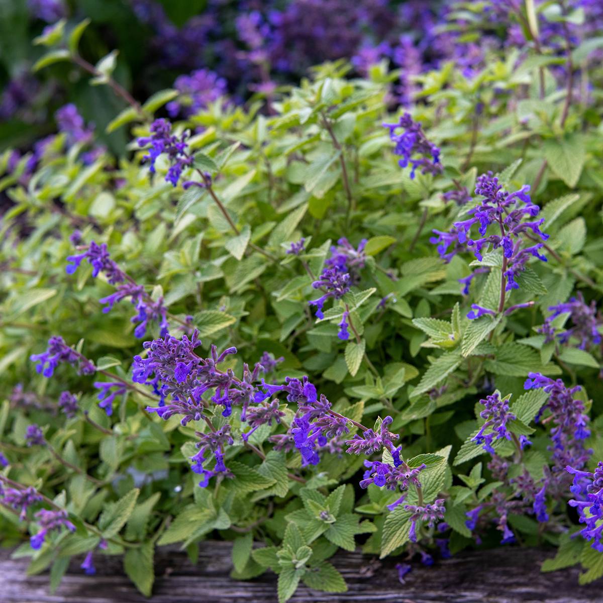 Promesse de Fleurs - Nepeta x faassenii Limelight Pot de 2L/3L