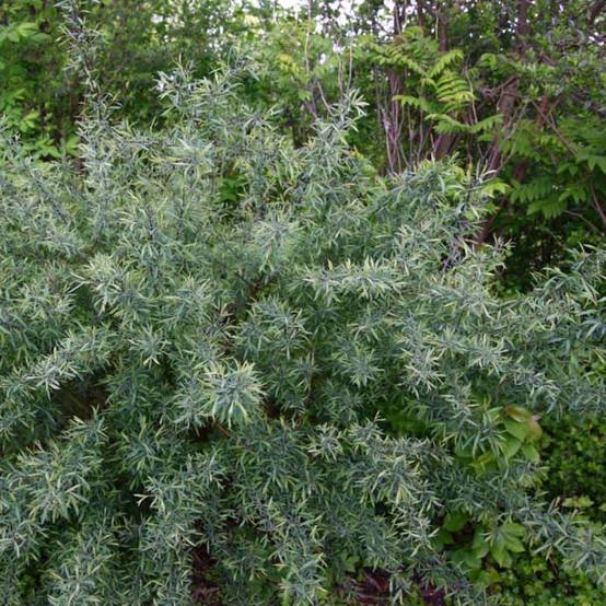 Salix purpurea Nana - Saule pourpre Pot de 2L/3L - Image 1