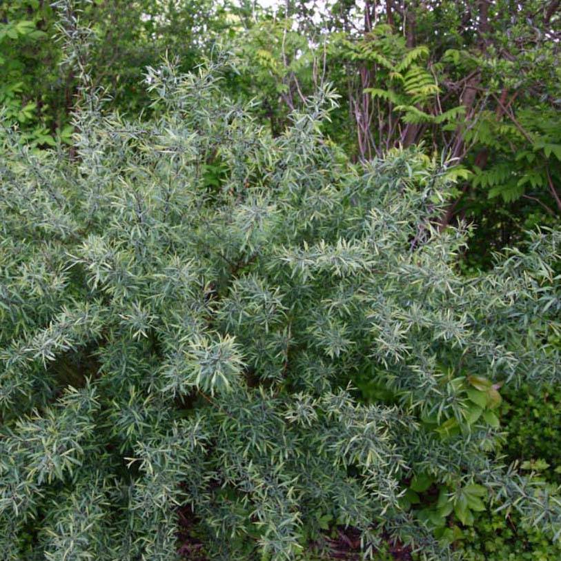 Salix purpurea Nana - Saule pourpre Pot de 2L/3L - Image 1
