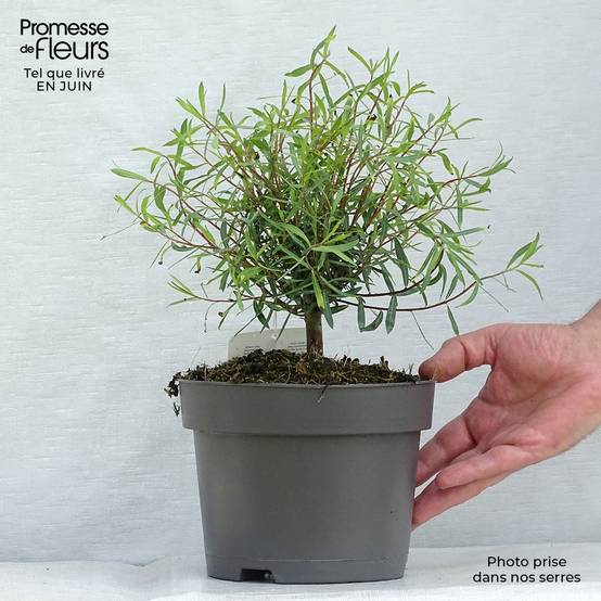 Salix purpurea Nana - Saule pourpre Pot de 2L/3L - Image 2