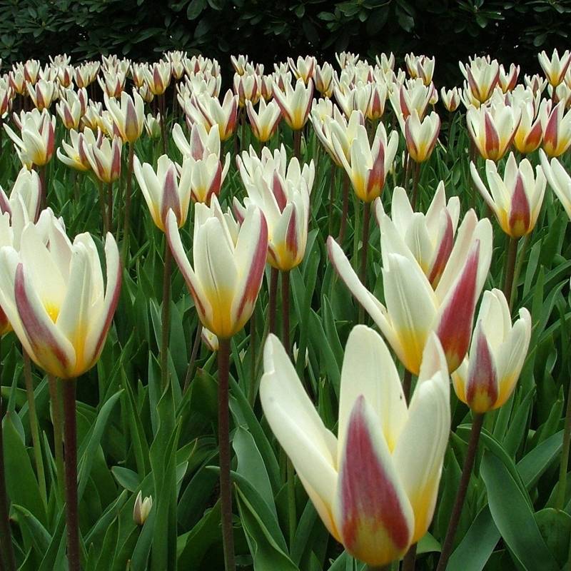 Promesse de Fleurs - Tulipe kaufmanniana Ice Stick Bulbe calibre 12+ (par 10)