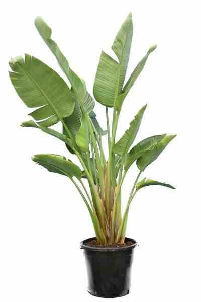 Sans Marque - Strelitzia nicolai (Oiseaux du paradis géant) Couleur floraison:blanc et bleu - Taille:Pot de 18 litres ? 110/130 cm 2 pieds - Image 3