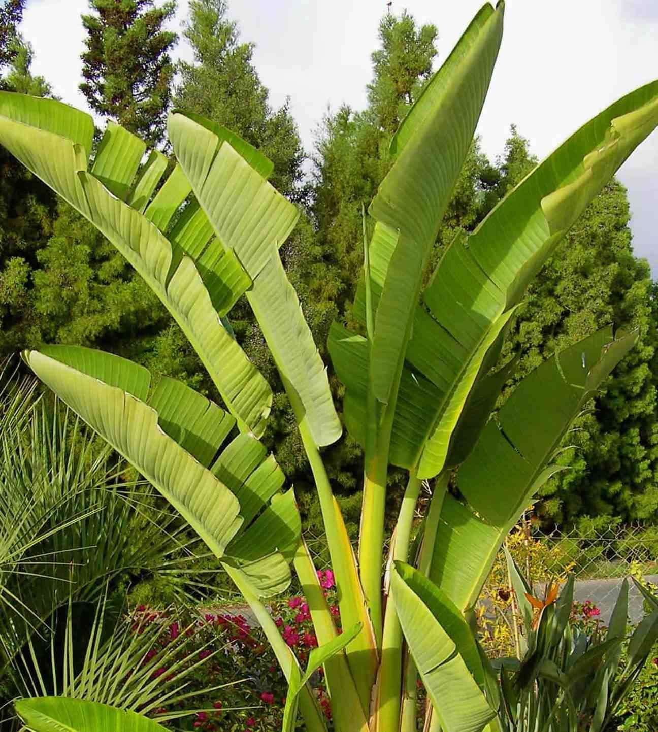 Sans Marque - Strelitzia nicolai (Oiseaux du paradis géant) Couleur floraison:blanc et bleu - Taille:Pot de 18 litres ? 110/130 cm 2 pieds - Image 5