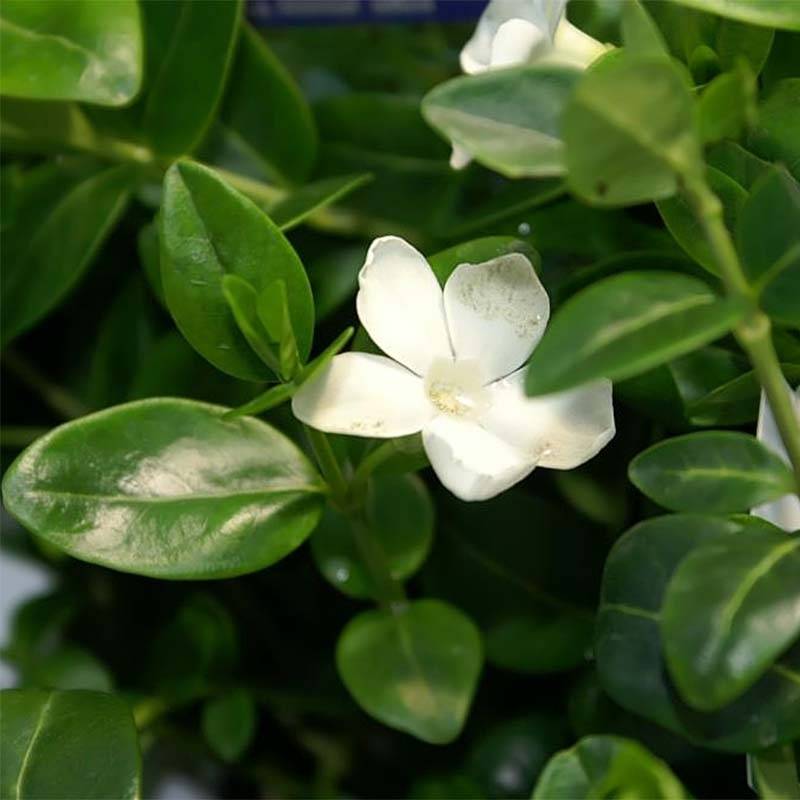 Promesse de Fleurs - Vinca minor Alba - Petite pervenche Godet de 8/9 cm