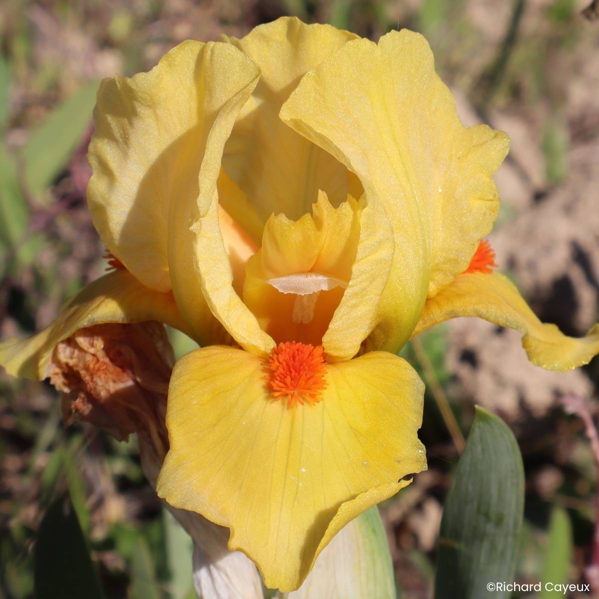 Promesse de Fleurs - Iris germanica Circus Dragon - Iris des Jardins Lilliput Rhizome