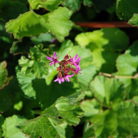 Pelargonium grossularioides - Pélargonium botanique Godet de 8/9 cm