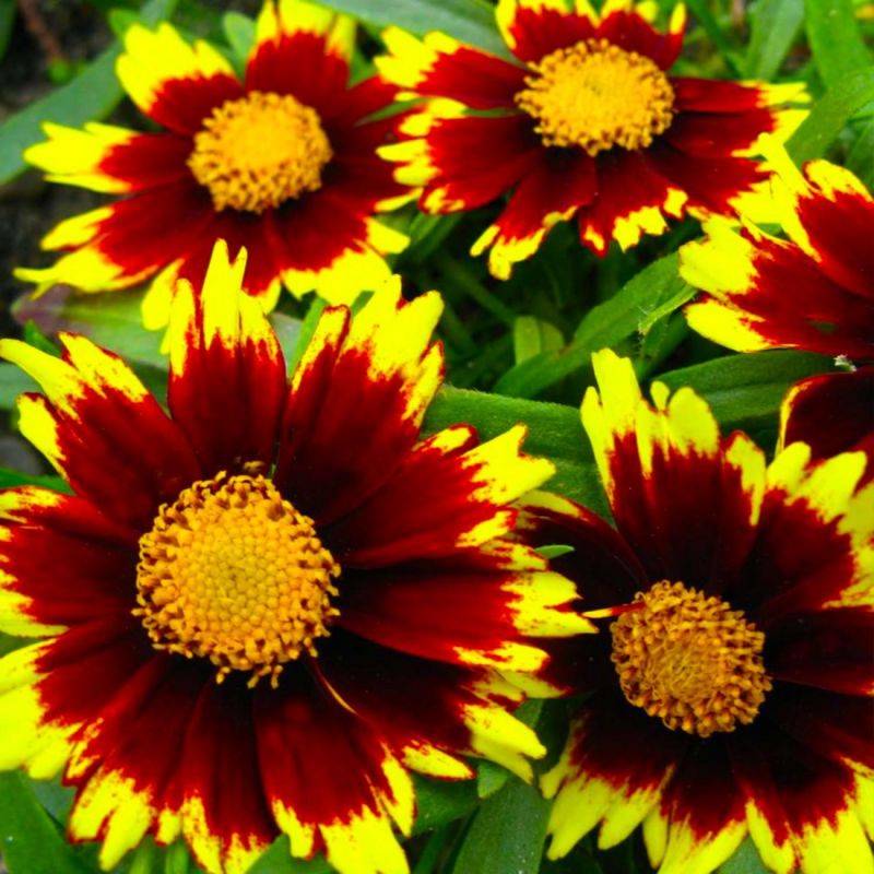 3 Coréopsis 'Cosmic Eye' - Lot de 3 vivaces - Pépinières Naudet - Image 1