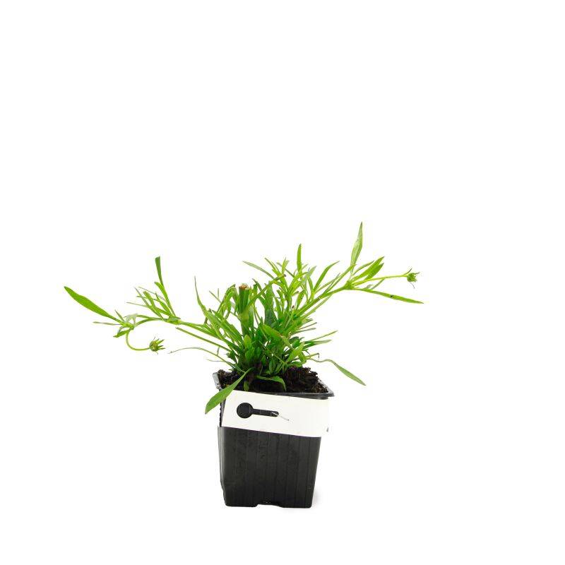 3 Coréopsis 'Cosmic Eye' - Lot de 3 vivaces - Pépinières Naudet - Image 2