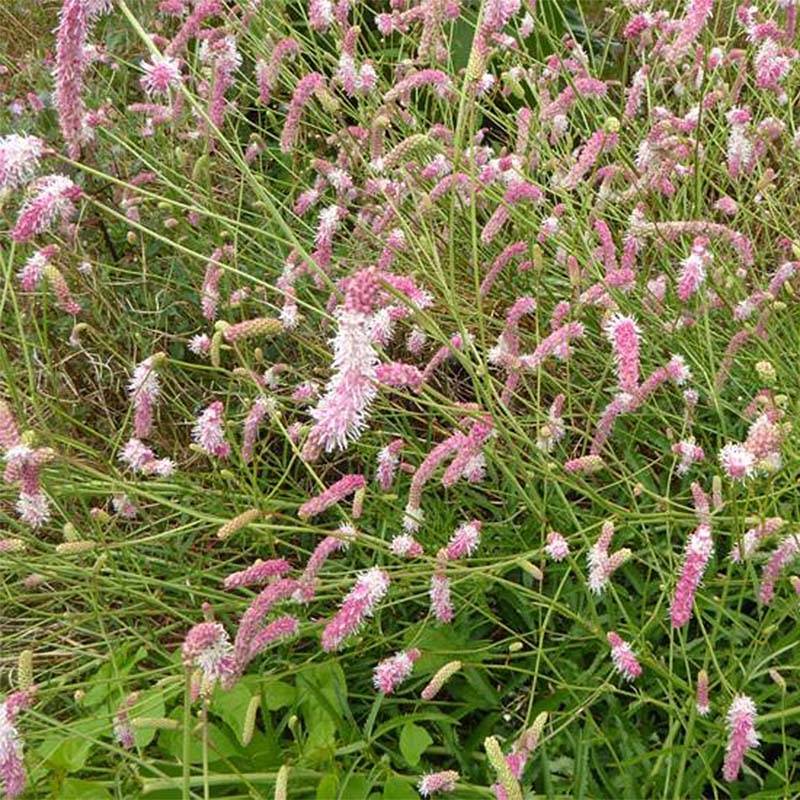 Sanguisorba hybride Pink Brushes - Pimprenelle Godet de 8/9 cm