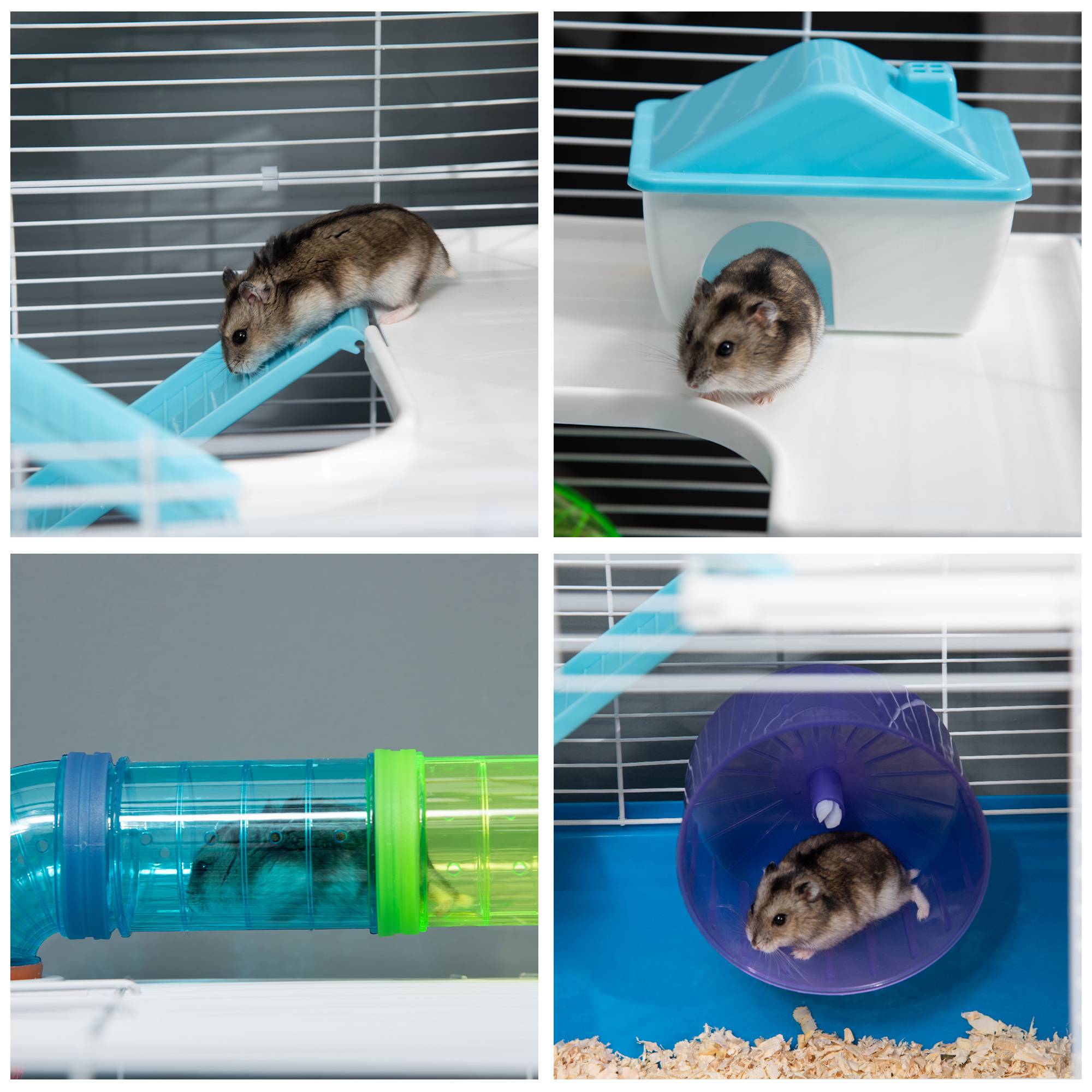 Cage pour hamster avec tunnel, plateformes, gamelle, biberon, maisonnette, rampes et roue d'exercice 59 x 36 x 69 cm Bleu - Image 10