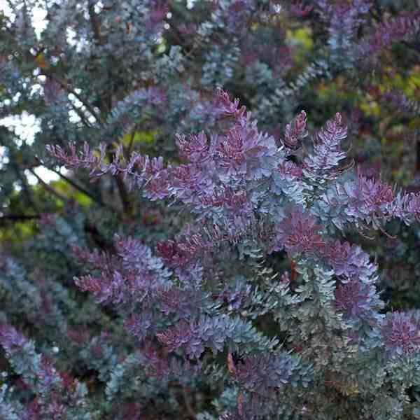 Sans Marque - Acacia baileyana 'Purpurea' (Acacia Pourpre De Bailey) Pot de 3 litres - 130/140 cm - Image 2