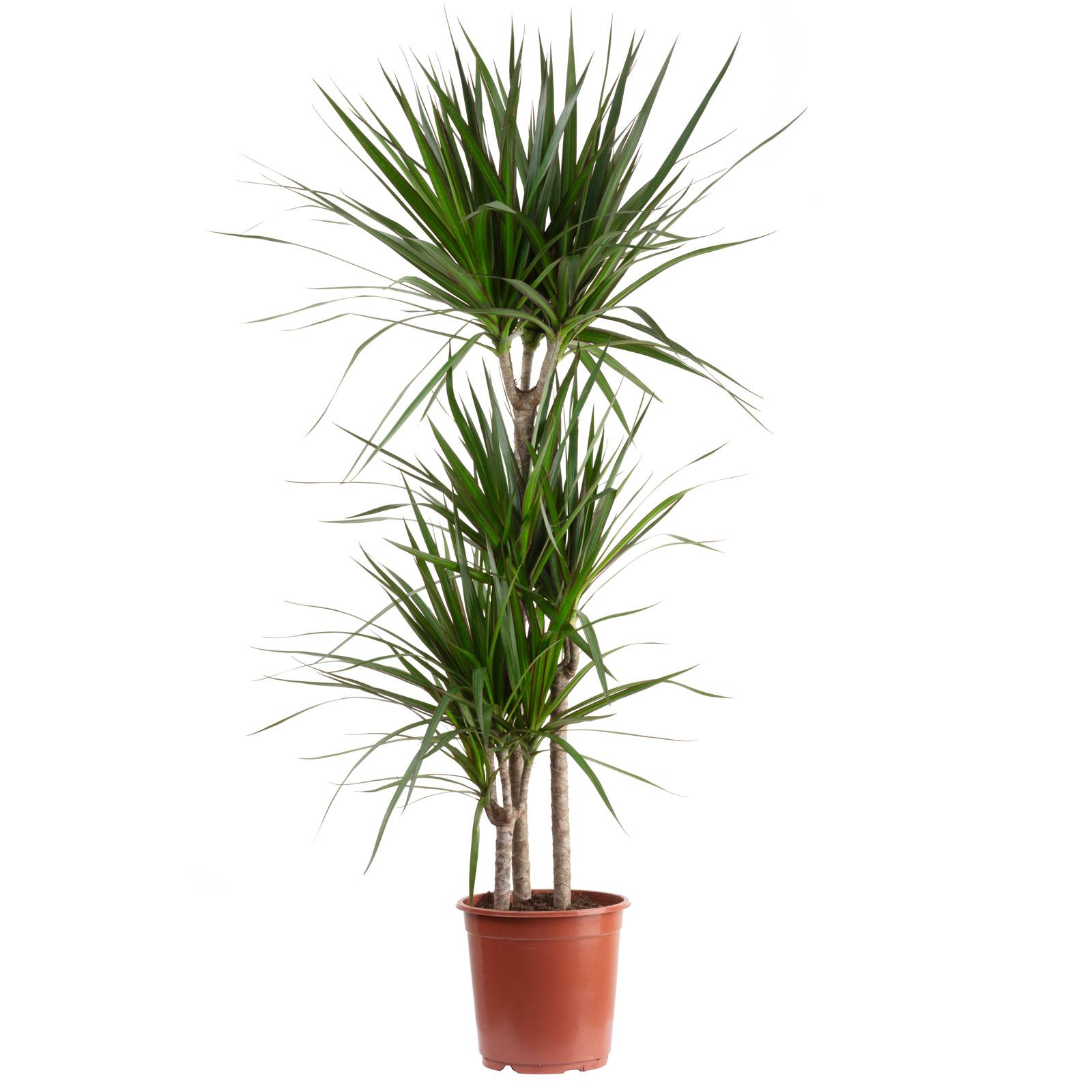 Dragonnier marginé 3 troncs - plante d'intérieur facile d'entretien, Dracaena marginata - hauteur env. 120 cm, pot-Ø 21 cm - Image 1
