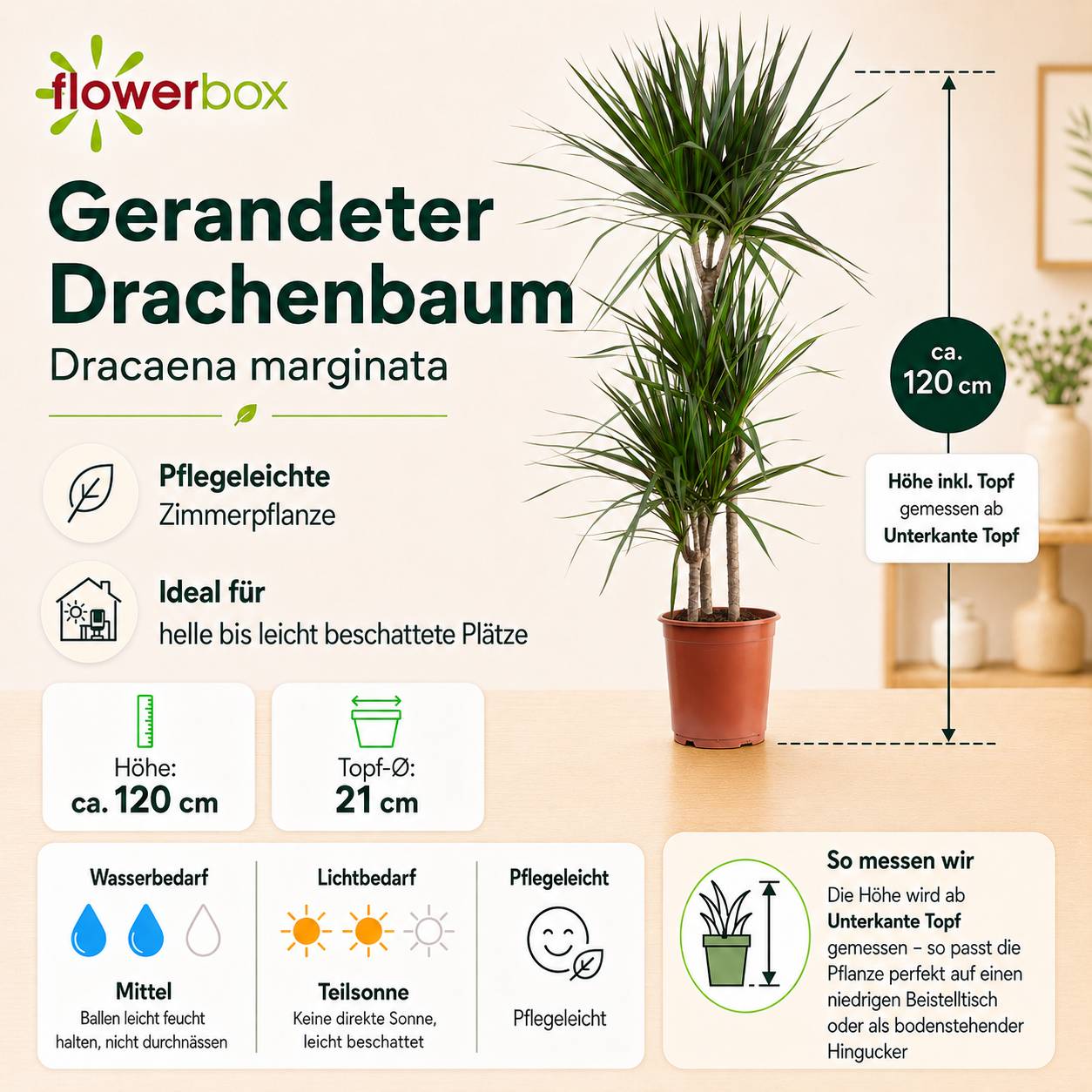 Dragonnier margin 3 troncs - plante d'intrieur facile d'entretien, Dracaena  marginata - hauteur env. 120 cm, pot- 21 cm - Gamm vert