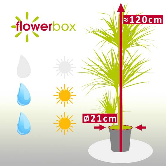 Dragonnier marginé 3 troncs - plante d'intérieur facile d'entretien, Dracaena marginata - hauteur env. 120 cm, pot-Ø 21 cm - Image 3