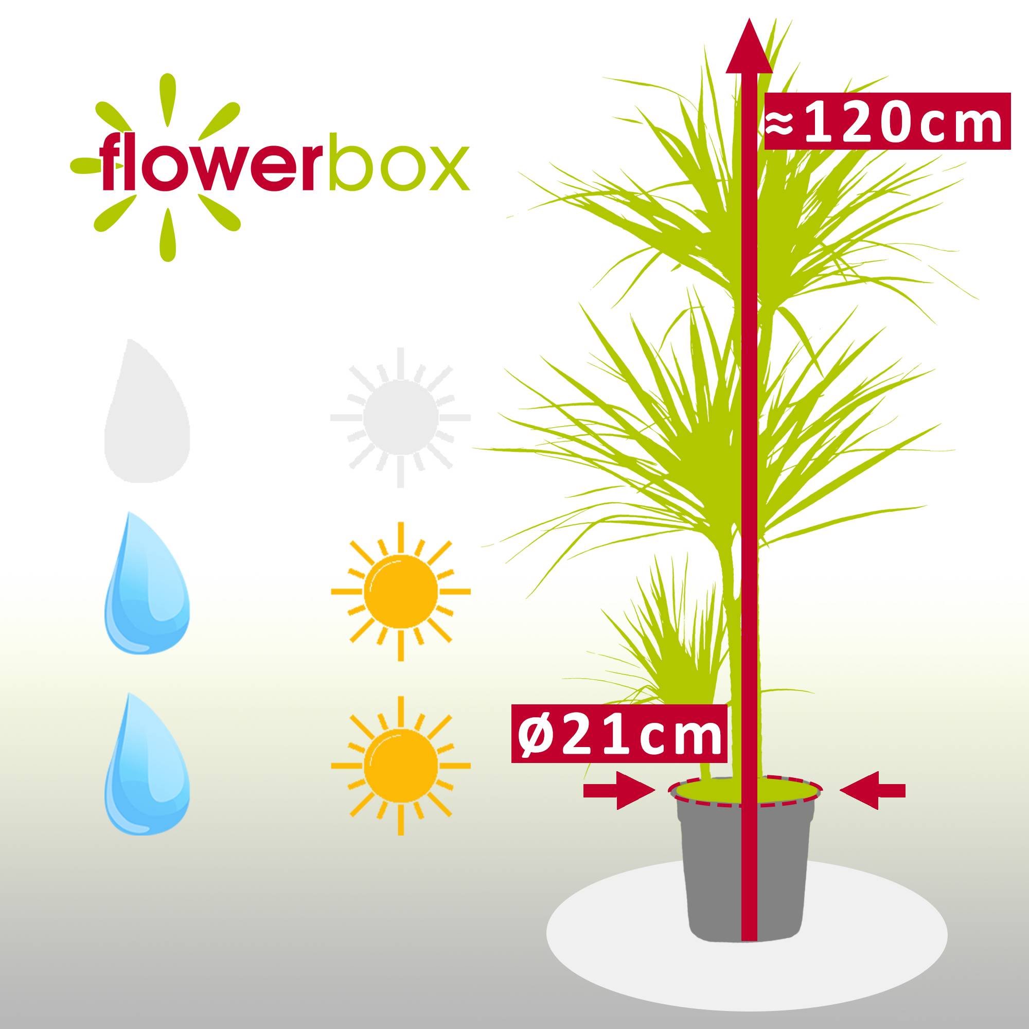 Dragonnier marginé 3 troncs - plante d'intérieur facile d'entretien, Dracaena marginata - hauteur env. 120 cm, pot-Ø 21 cm - Image 3