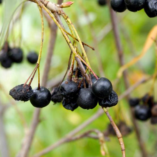 Aronia melanocarpa Autumn Magic Pot de 2L/3L - Image 1