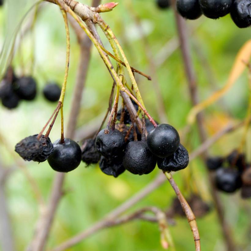 Aronia melanocarpa Autumn Magic Pot de 2L/3L