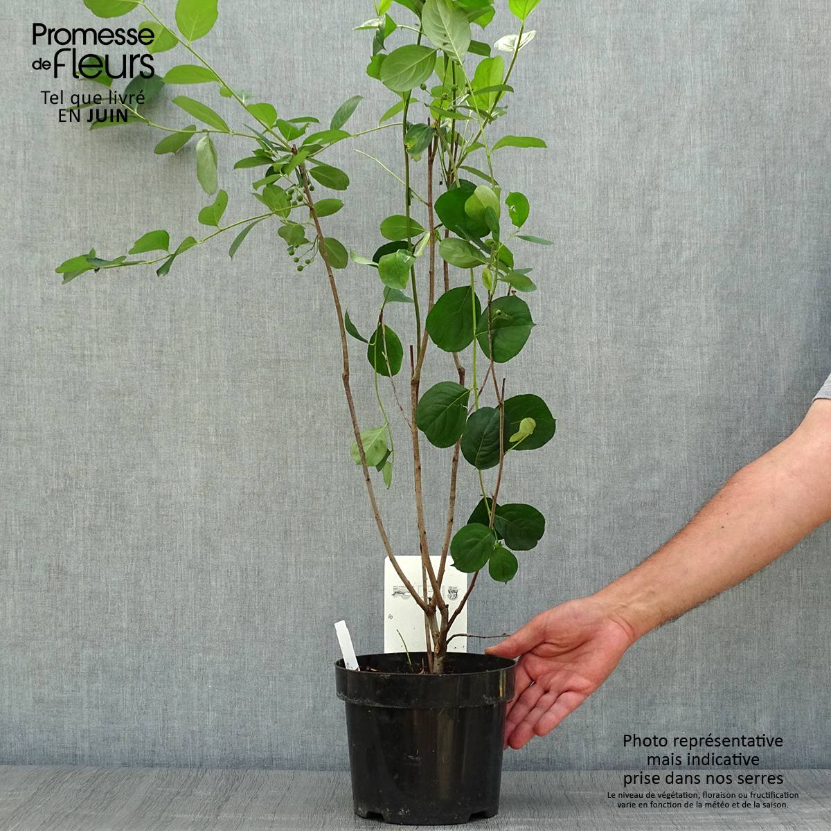 Aronia melanocarpa Autumn Magic Pot de 2L/3L - Image 2