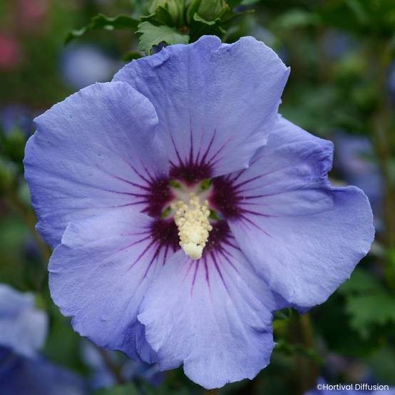 Hibiscus syriacus Sup'Blue - Althéa bleu Pot de 4L/5L