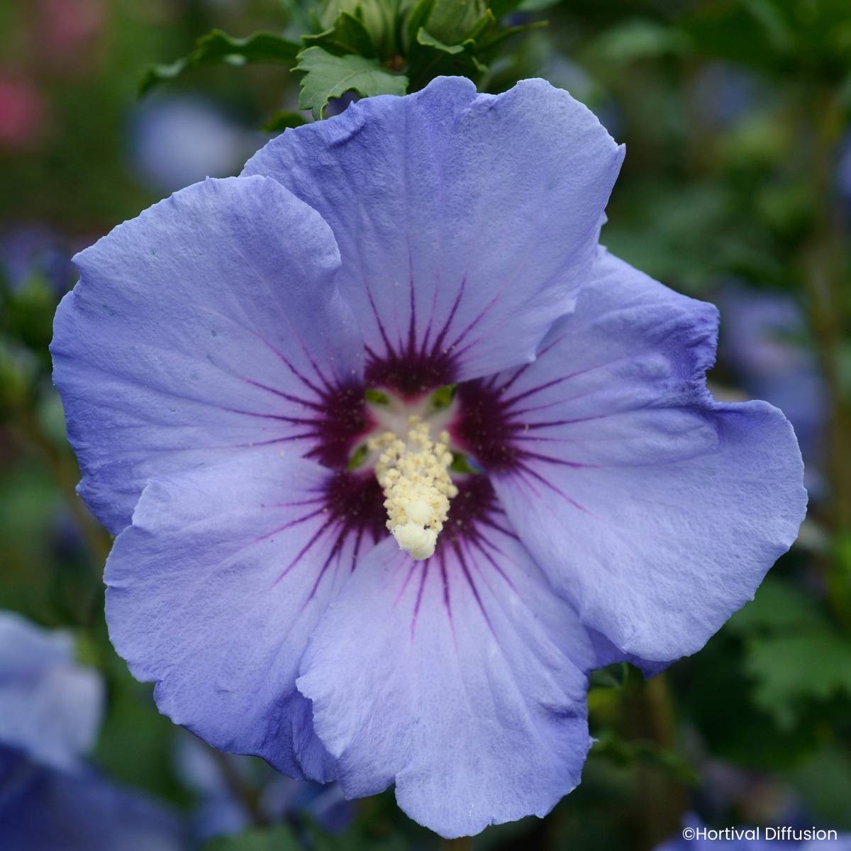 Hibiscus syriacus Sup'Blue - Althéa bleu Pot de 4L/5L
