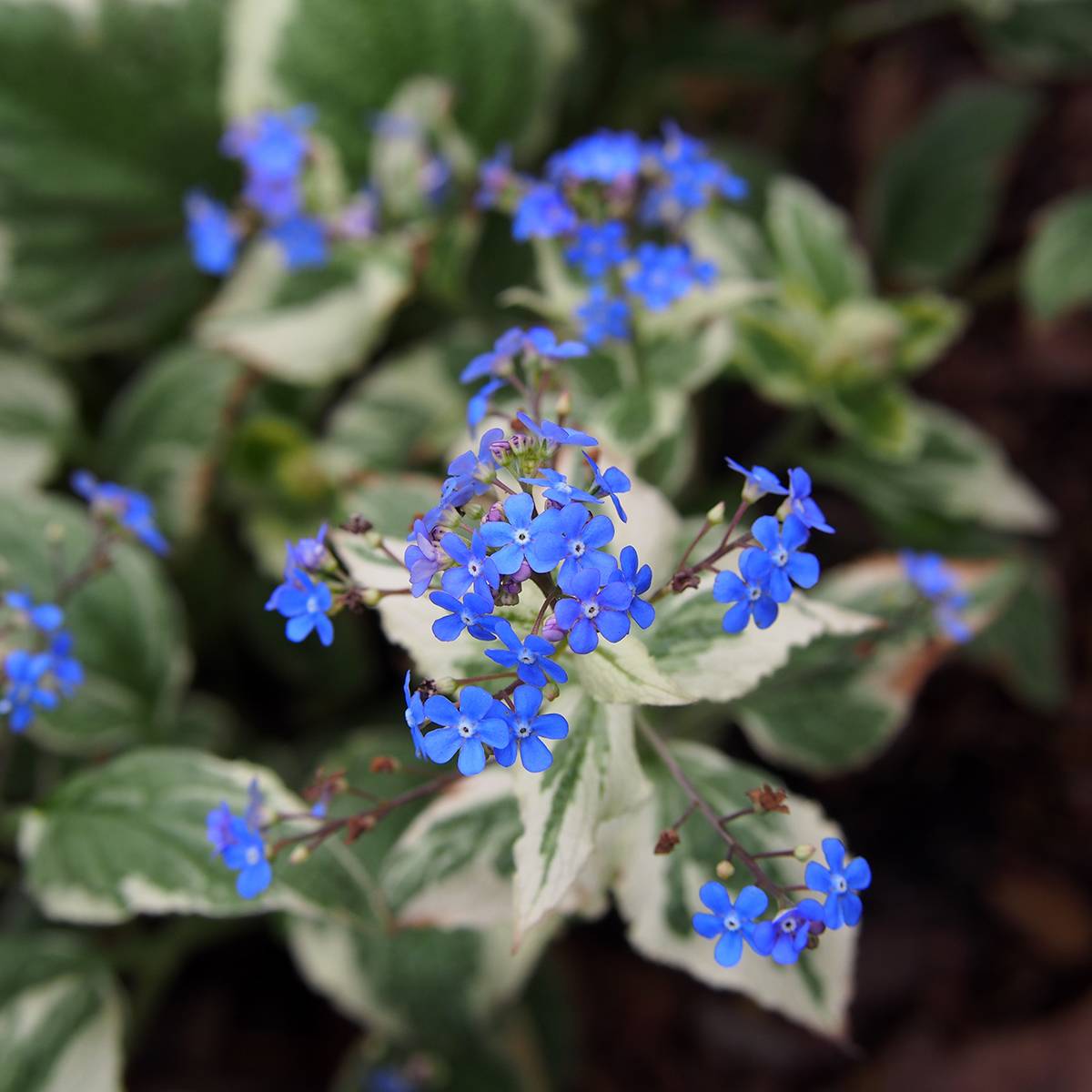 Brunnera Macrophylla Variegata - Myosotis du Caucase Godet de 8/9 cm