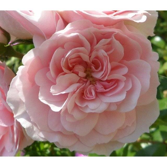 Promesse de Fleurs - Rosier tige Bonica Pot de 7,5L/10L, Tige, Tige de 120/150