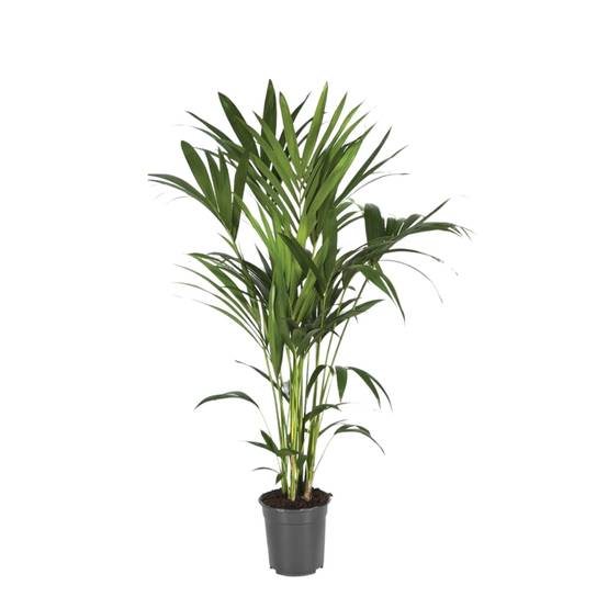 Howea Forsteriana 120cm - Plante d'intérieur- La Green Touch - Image 2