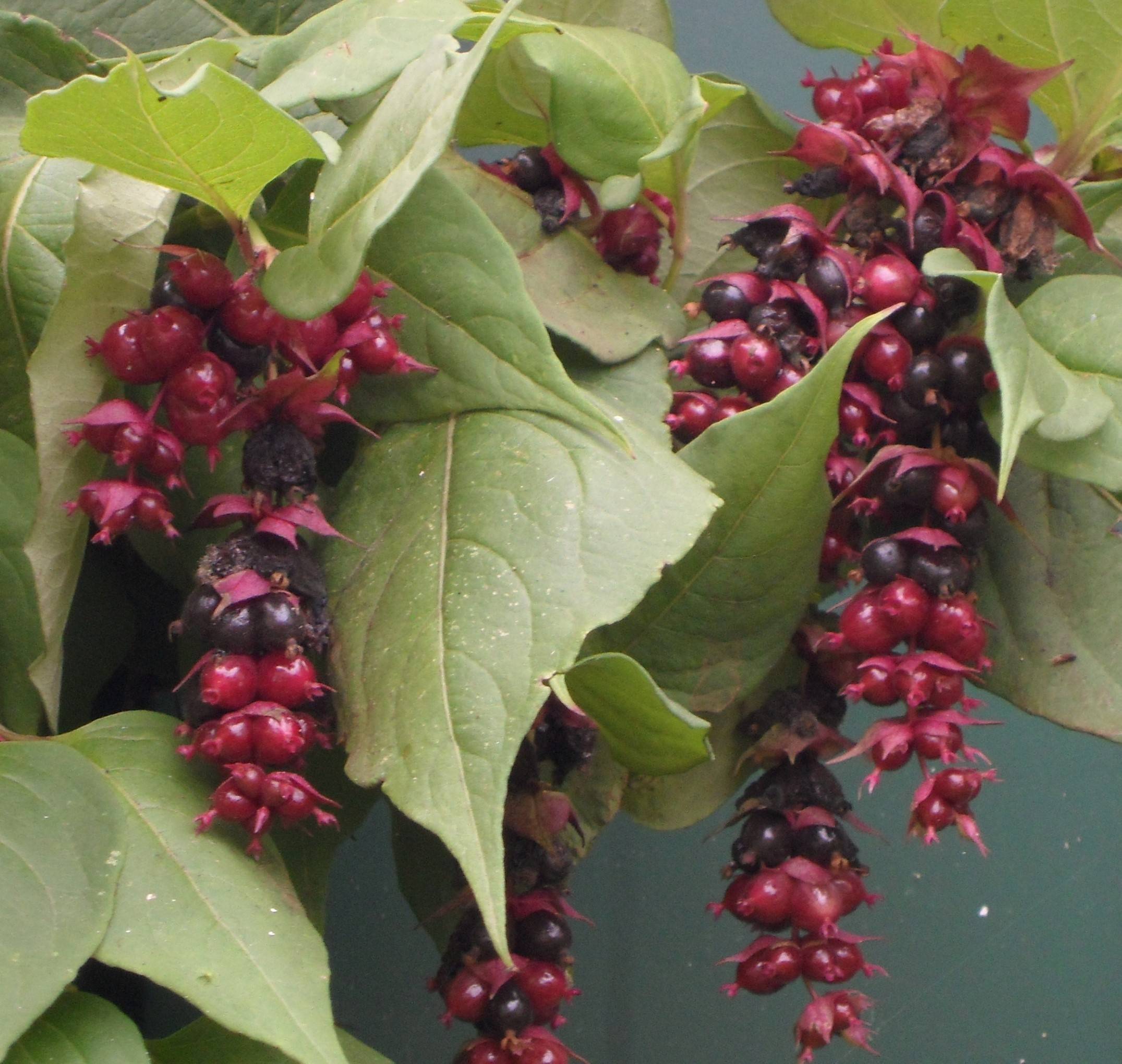 Promesse de Fleurs - Arbre aux faisans Purple Rain Pot de 2L/3L - Image 1