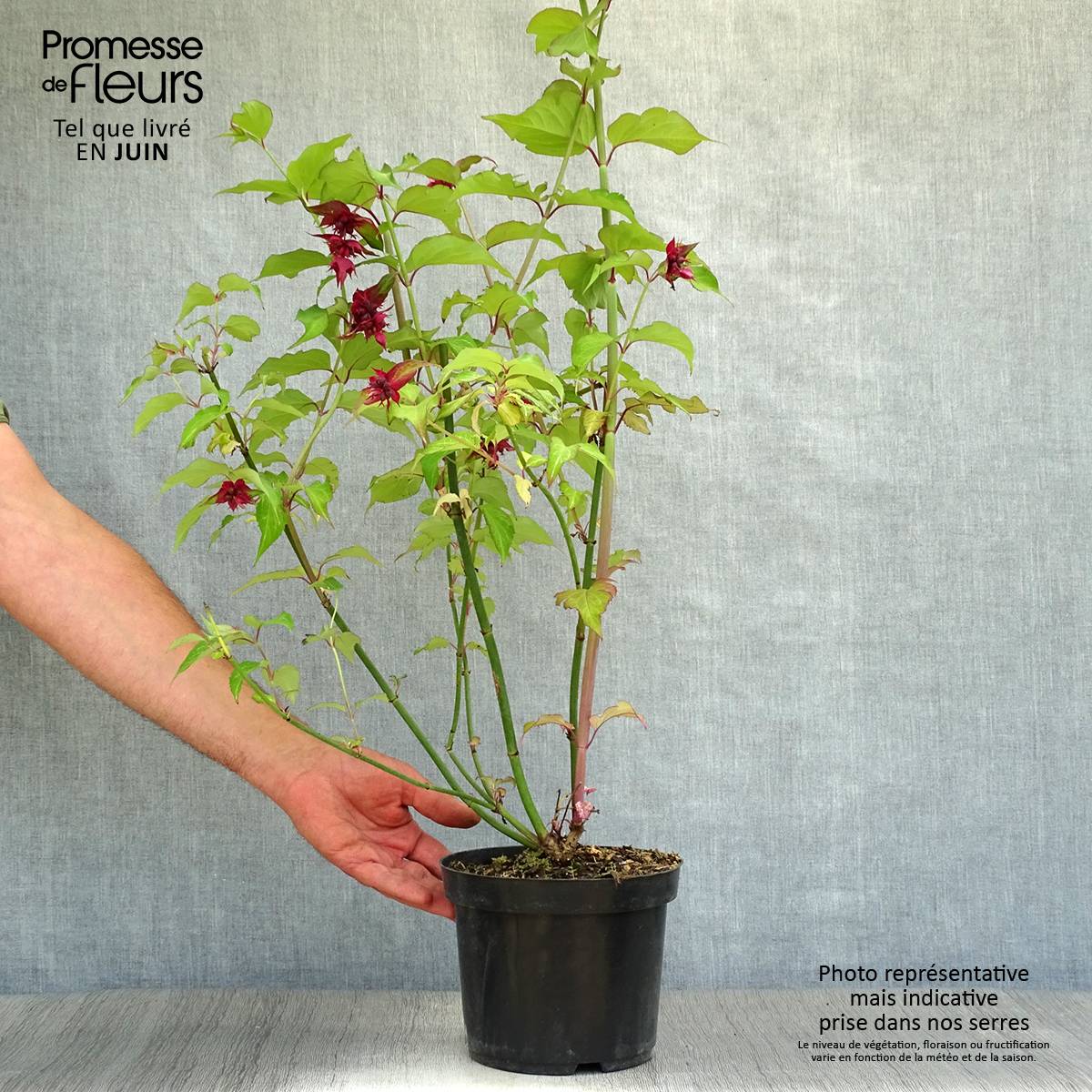 Promesse de Fleurs - Arbre aux faisans Purple Rain Pot de 2L/3L - Image 2
