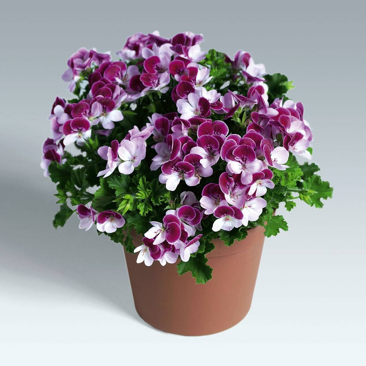 Pelargonium Angel Eyes Bicolor Purple White Mini-motte Ø 3/4 cm (par 5)