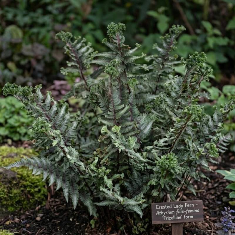 Fougère japonaise peinte, Dryopteris - Lot de 5 godets